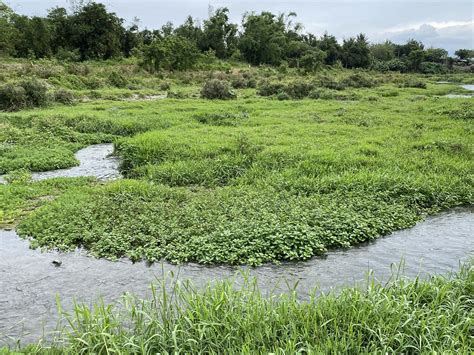 白花水龍|【濕地植物】不驕不縱盤伏行走於溪流上——台灣水龍 